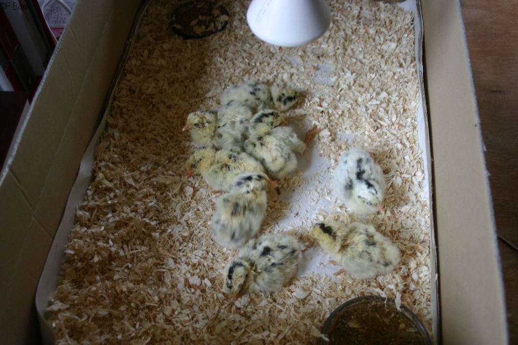 27 mei 2008