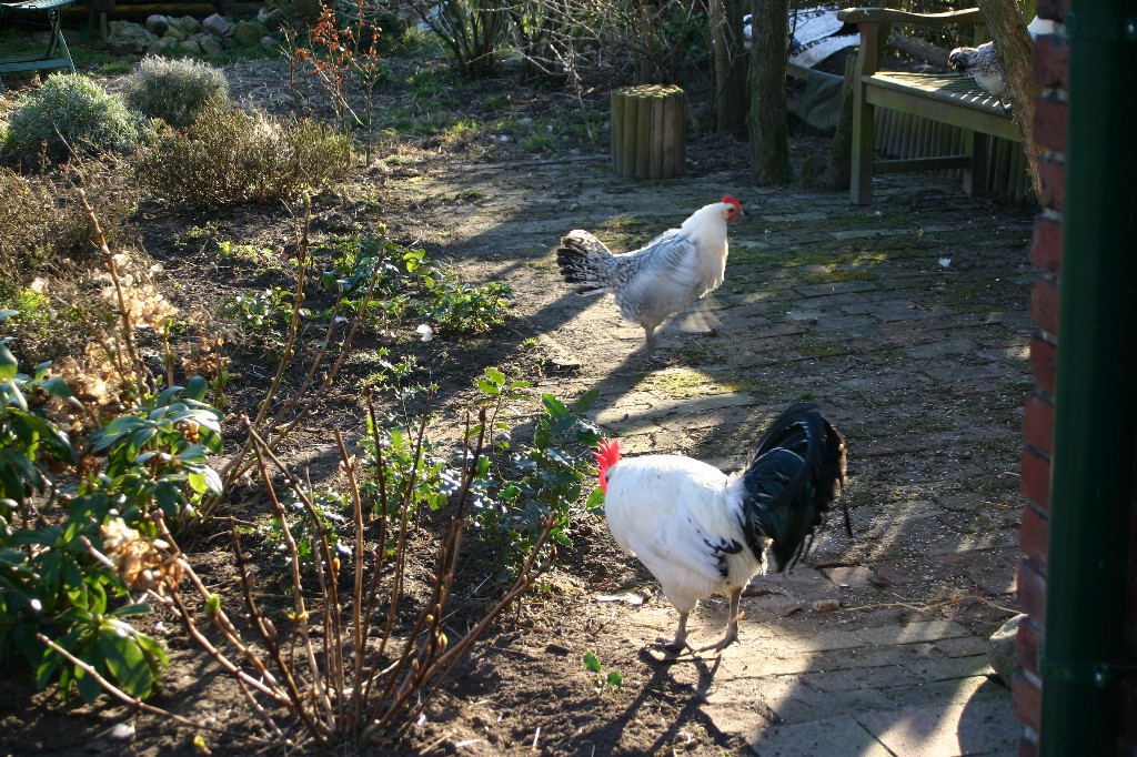 3 kippen en een haan